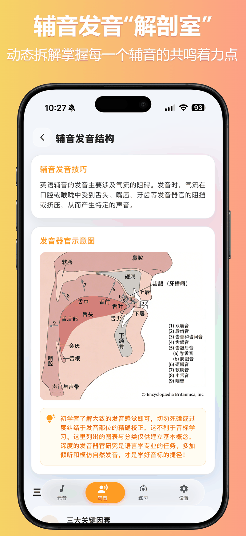 辅音部位解剖图海报